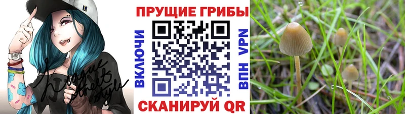 даркнет формула  Волгоград  Псилоцибиновые грибы Psilocybe  blacksprut рабочий сайт 
